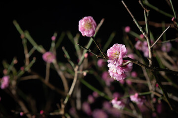夜の紅梅