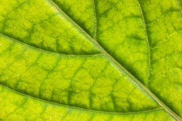 Green leaf macro texture background 