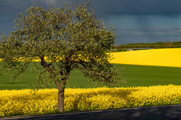 Rapsfelder Oberlausitz