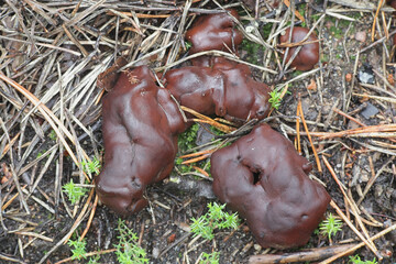 Rhizina undulata, commonly known as pine firefungus or doughnut fungus, wild mushroom from Finland
