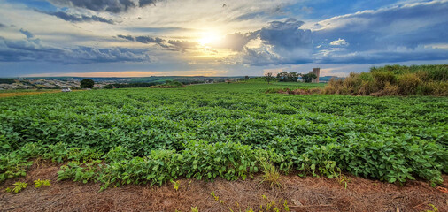 Farm soy plantation  at sunset skyline, city in the background. Space for text or design