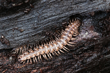 Millipede of the genus Polydesmus 