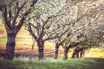 Obstbäume im Morgenlicht