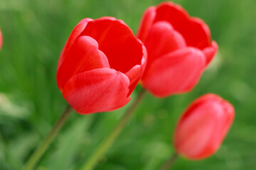 Fototapeta premium Red tulips in the garden.