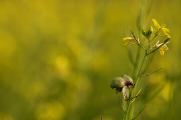 Flowers in the garden.Yellow flower swaying from the wind.Yellow stamens close up. Botany concept. yellow flower background. wallpaper, card concept. copy space
