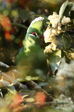 The Knysna turaco (Tauraco corythaix) on the bush. Green turaco with a red eye and beak and a white tuft in the thick bushes.