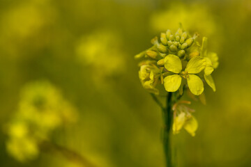 Flowers in the garden.Yellow flower swaying from the wind.Yellow stamens close up. Botany concept. yellow flower background. wallpaper, card concept. copy space