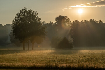 Morgennebel im Fürst-Pückler-Park