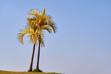 Plam trees with clear sky