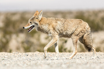 Fototapeta premium Koyote
