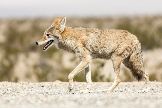 Koyote