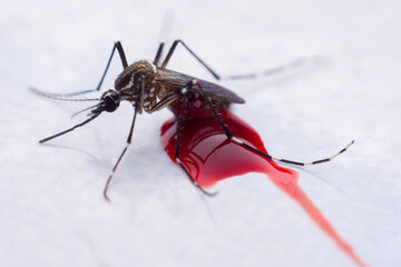 Mosquitoes are natural blood-sucking insects that inflict pain on human health, and biologically they carry malaria, dengue and Zika fever.