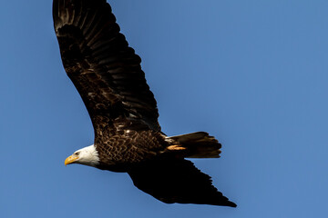 bald eagle in flight