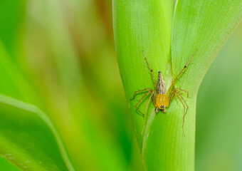 brown and yellow spider eight legs relaxing on green leaves in botany garden.
