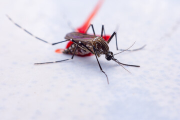 Mosquitoes are natural blood-sucking insects that inflict pain on human health, and biologically they carry malaria, dengue and Zika fever.