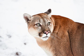 Portrait mountain lion, puma, cougar in wildlife