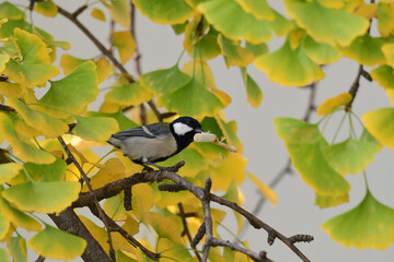Obraz premium A great tit is biting a cigarette butt.