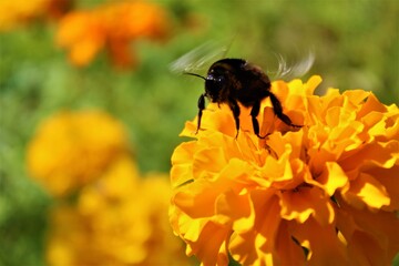 bee on flower