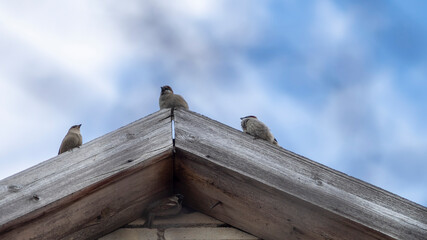 Sparrows sitting in the roof top of the house in blue sky background.