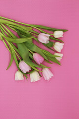 Bouquet of pink and white tulips on the pink background
