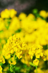 Obraz premium 河川敷に咲く黄色い菜の花