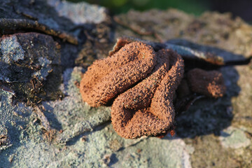 Encoelia furfuracea, known as spring hazelcup, wild fungus from Finland