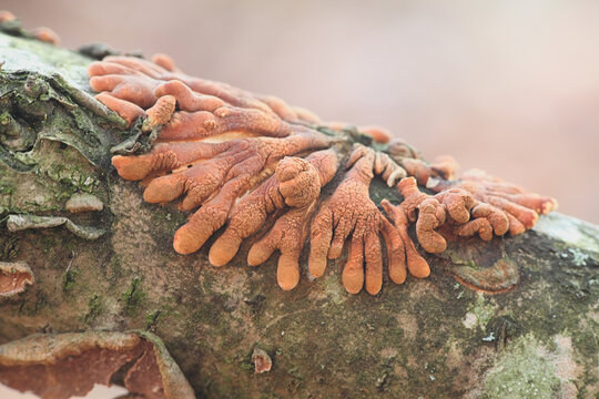 Hypocreopsis lichenoides, commonly known as Willow Gloves fungus, wild mushroom from Finland