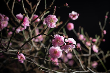 夜の紅梅