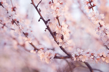Branches of flowering fruit trees. Spring bloom in the garden