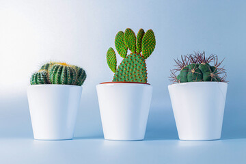 cactus in a pot