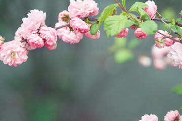 Flowering almond. Branch with pink flowers. Springtime