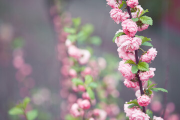Flowering almond. Branch with pink flowers. Springtime