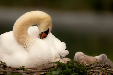 tiere in der natur