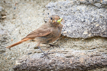 Black redstart female bird with insect in her beak (Phoenicurus ochruros)	