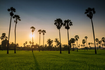 Sunset view of sugar palm tree and rice farm