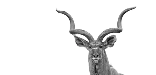 Foto op Plexiglas Antilope Kudu antelope in the Kruger National Park South Africa 