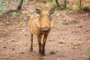 Warthog in Mpumalanga South Africa 