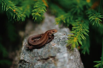 A small brown lizard sits on a stone in the bushes. Reptile poses for macro photography in the forest.