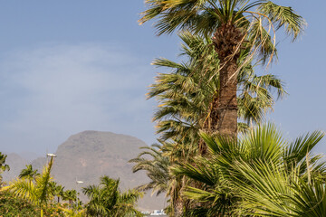 Fototapeta na wymiar Tenerife
