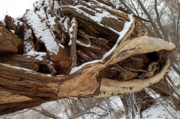 Pień starego drzewa pokryty śniegiem.