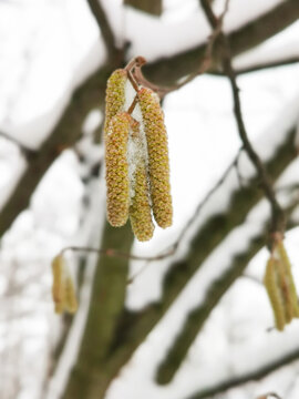 Beginn der Haselbl&uuml;te im Februar - Pollenflug und Probleme f&uuml;r Allergiker, allergische Reaktion der Atemwege