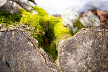 (Selective focus) Close-up view of a cut tree trunk covered by moss. Natural background with copy space.