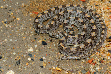 Rhombic egg-eater in defensive position