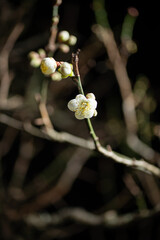 夜の梅の花