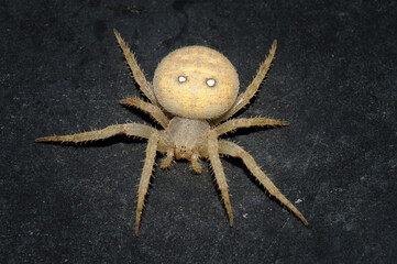 Tropical tented spider