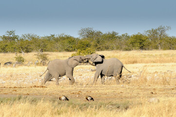 Obraz premium Elephants play fighting