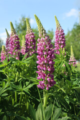 wild lilac lupines in the meadow