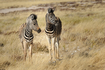 Fototapeta na wymiar Plains zebra foals