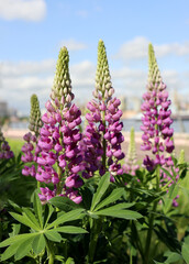 Fototapeta premium wild lilac lupines in the meadow