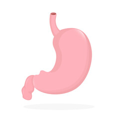 Stomach organ. Flat cartoon vector illustration. Health care concept. Isolated vector icon. Human organs isolated on white background.